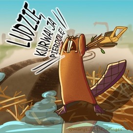 Разгневанный бобр