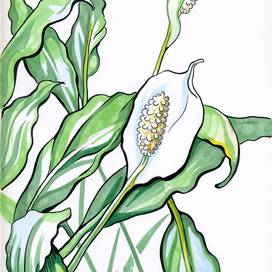 Спатифиллум - женское счастье