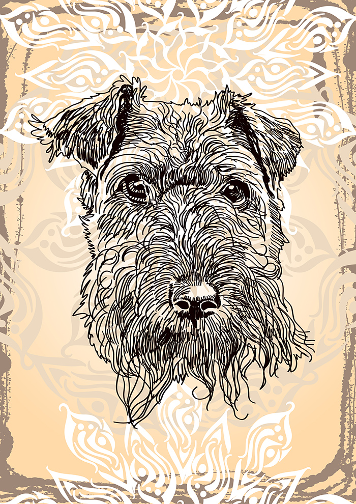 Портрет собаки на бежевом фоне. Шнауцер.