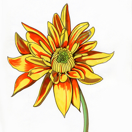 Желтая хризантема