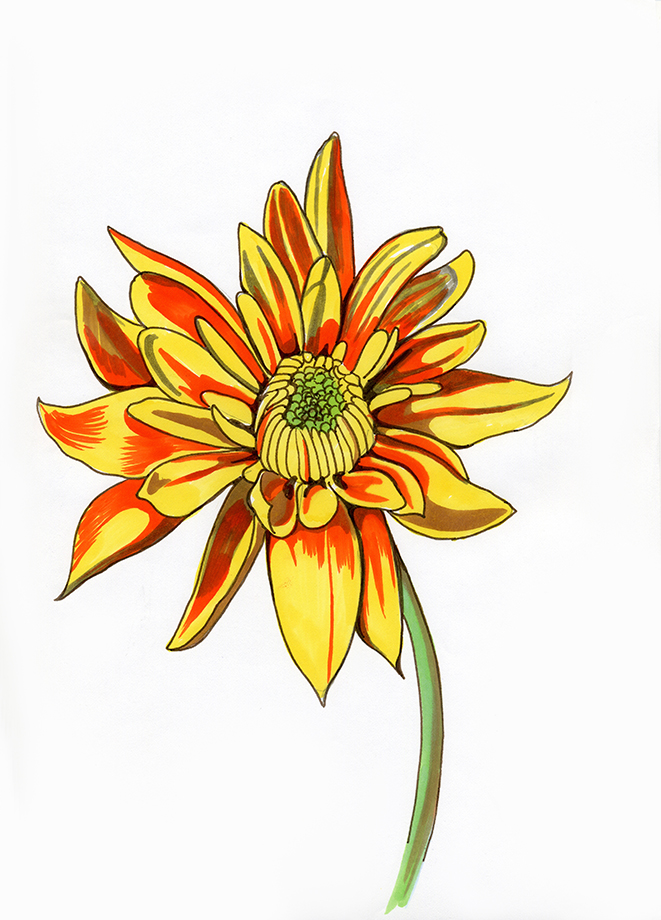 Желтая хризантема