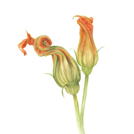 Цветы тыквы