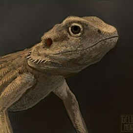 Портрет ящерицы