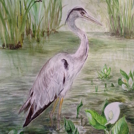 Серая цапля