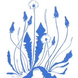 одуванчики