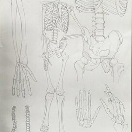 академический рисунок скелет