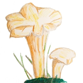 Грибы - лисички