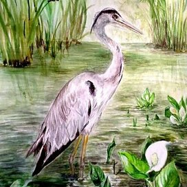 Серая цапля