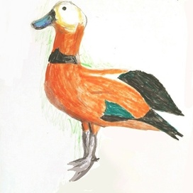 Красная утка