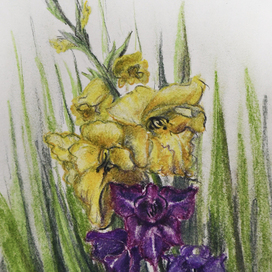 Гладиолусы