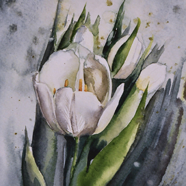 Тюльпан заснеженный