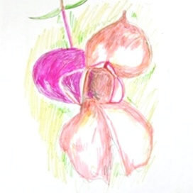 Недотрога гималайская