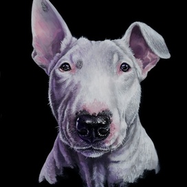 Собака Бультерьер 