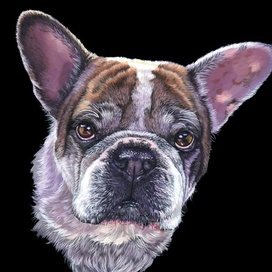 Собака французский бульдог 