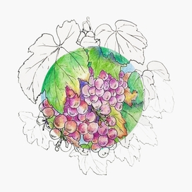 Осенние ягоды: виноград