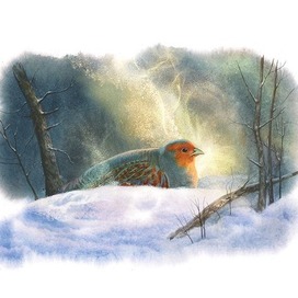 Маленькая концовочка "Куропатка"