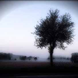 Туманное утро