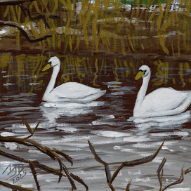 Лебеди вернулись