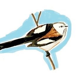 Длиннохвостая синица зимой