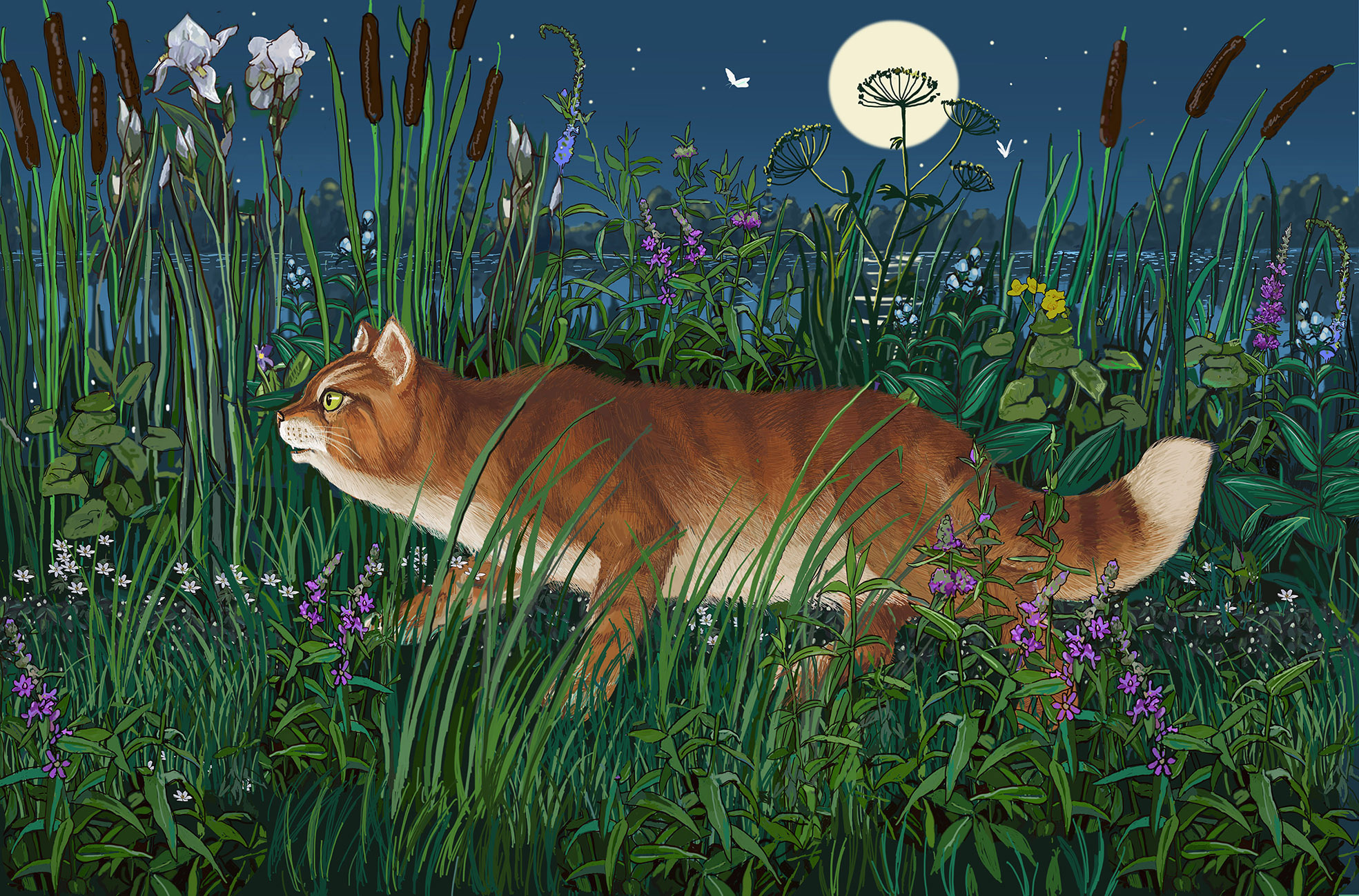 Кот Тимофей крадется по берегу озера.