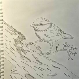 Лучше синица рядом 