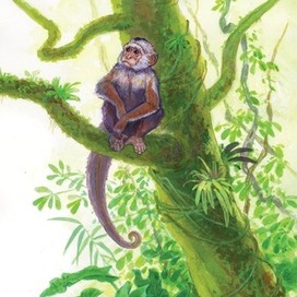 "Ягуар-гаримпейру" разворот 11