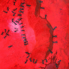 Муравьиный пир