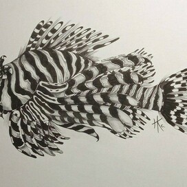 Крылатка -зебра