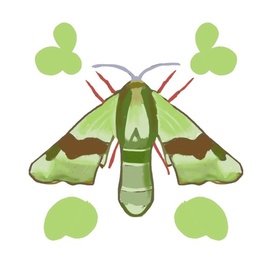 Бабочка - бражник