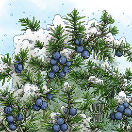 Можевельник