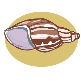 Раковина ахатины