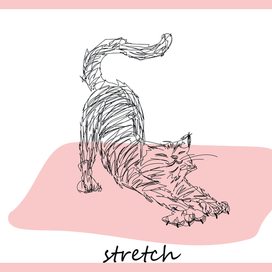 Кот потягивается