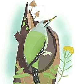 Седой дятел - редкая птица