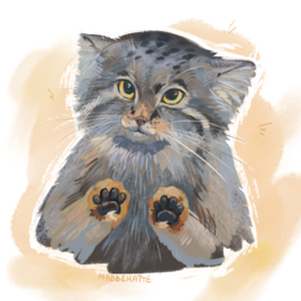 Малыш манул.