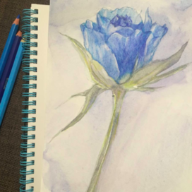 Роза необычного цвета