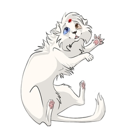 Котик породы манчикин