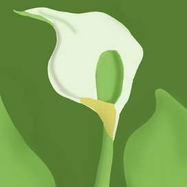 Белокрыльник