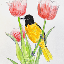 Акварель и птицы