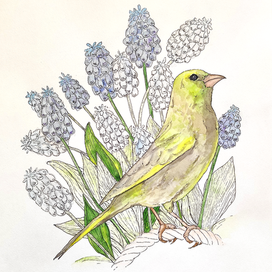  серия "Акварель и птицы"