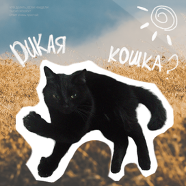 Дикая кошка