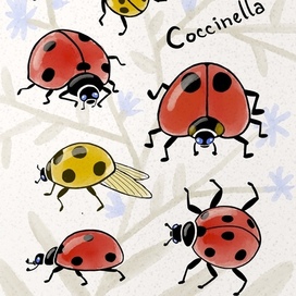 Коровки