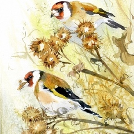 Сентябрь Щеглы кормятся на репейнике