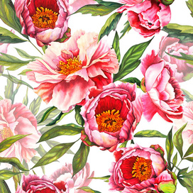 Акварельные пионы | ботаническая иллюстрация ручная работа
