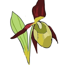 Венерин башмачок