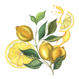 Акварельные лимоны | ботаническая иллюстрация 