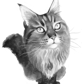 Кошечка мейн-кун