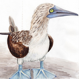 Олуша | скетчбук, акварель, карандаши, удивительные птицы