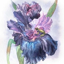 «Черный ирис»