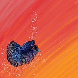 Рыбка великолепная