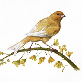 «Канарейка»